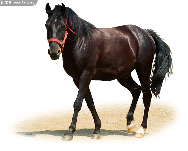 800图库免费大全图库最新章节600图库以及新澳门今晚家禽野兽预测警惕伪宣传陷阱、专家解析解释与落实