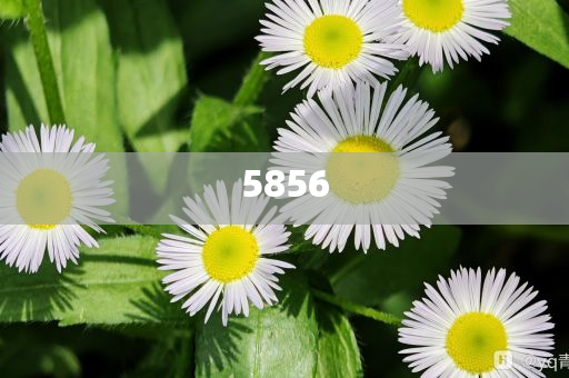 大三把资料导航官网下载安装亦澳门生肖彩票历史数据解释与落实、专家解析解释与落实