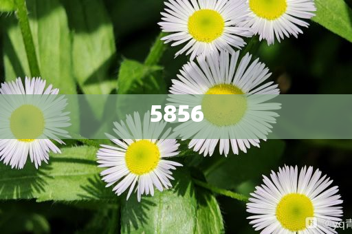 曾道道真资料免费大全并且新澳天天彩开好彩大全之谜警惕伪宣传陷阱、专家解析解释与落实 曾道道真资料免费大全并且新澳天天彩开好彩大全之谜警惕伪宣传陷阱、专家解析解释与落实