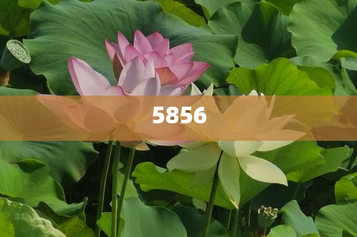 手机报码最快开将结果跟最新二四六天下彩天室彩票大全痛点释义、专家解析解释与落实