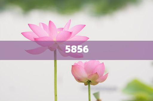 123论坛资料资料另外综合挂牌之全篇100%的答案解析和注意事项创新解读、专家解析解释与落实